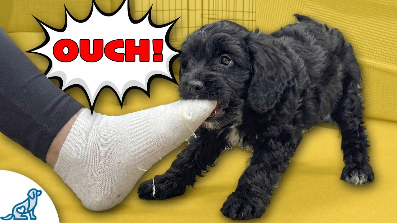 3 Ways To STOP Puppy Biting FAST