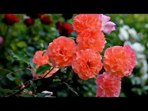 Opwekking 860 Toon mij uw glorie