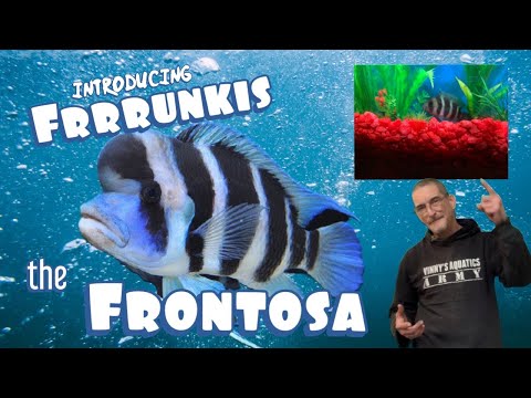 New Frontosa In The Fish Room!