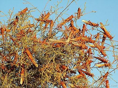 A Praga dos Gafanhotos -EGÍTO ( Leitura em Êxodo 10;12-20 )