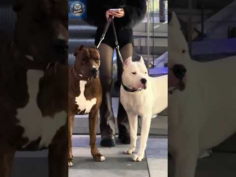 Pitbull vs Dogo Argentino: Breed Comparison & Facts