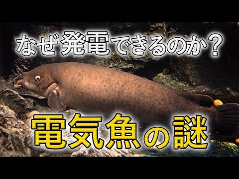 エレクトロフォラス・エレクトリックス