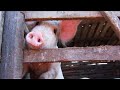 170 Varke Dood Aan Varkpes