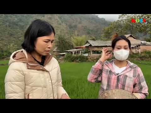 Nhân dân xã Khoen On chủ động chăm sóc lúa Đông Xuân