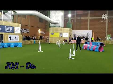 Bing Agilityt Kupa II. 2021.10.02. Cody