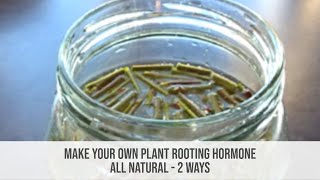 Make Your Own Plant Rooting Hormone 🌿 All Natural 2 Ways!