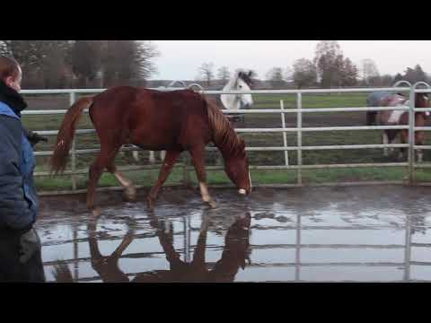 Sezuan´s Colorful + Diamond Lovely Boy - FOR SALE - Schritt - Duir Ask Ichschi