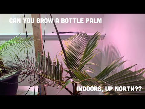 , title : 'Growing a bottle palm up north'