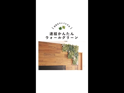 壁を隠す常緑低木 低メンテナンスのアジサイの日陰の壁を登る