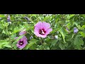 video LipbYPbV_lM