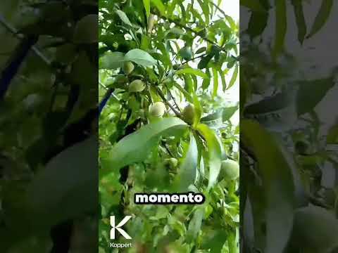 RÍO NEGRO 🇦🇷 ¡Durazno con tratamiento biológico! 📍 En Ingeniero Huergo