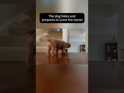 Funny and cute dogs compilation#funnydogs#cute#doglover#doglife#cure#dogshorts#pet#doglife