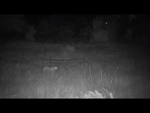 Djuma: Leopard-Tlalamba female quietly walks through - 18:03 - 08/02/20