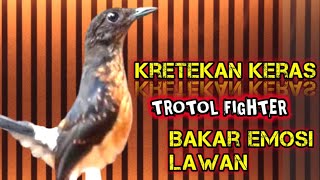 Download lagu Kretekan Keras Murai Trotol Fighter 🔥 Pancingan Emosi Murai Paling Efektif @dirutkicau4l  mp3