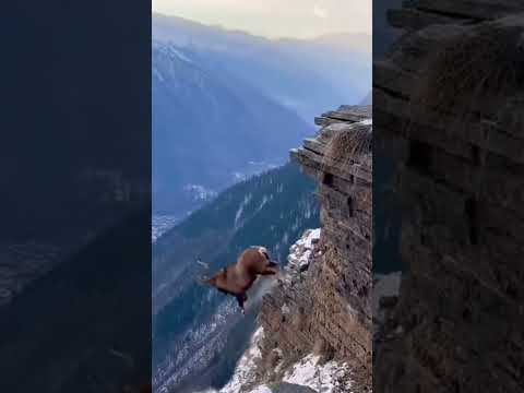 Epic Cliffside Showdown: Markhor Knocks goat Off Mountain in Real Fight #WildlifeClash #markhor