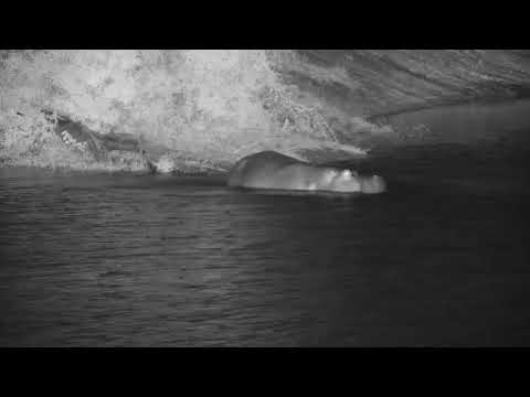 Djuma: Lone Hippo arrives in the dam - 19:28 - 01/10/2020