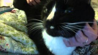 BLUE PT 2- WAXAHATCHEE