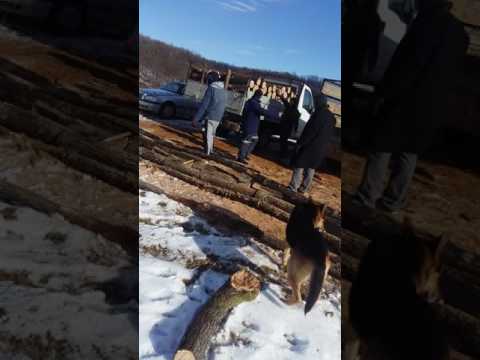 taiere masiva de lemne la calnic gorj  tocmai de padurari si autoritatiile locale