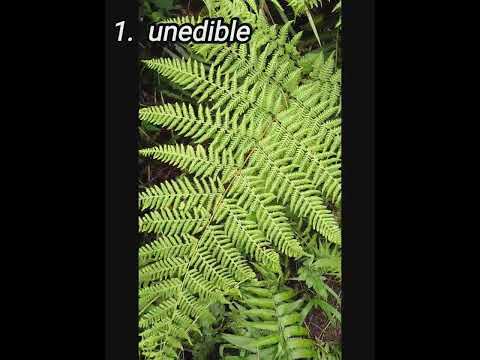 Edible and Non edible Fern
