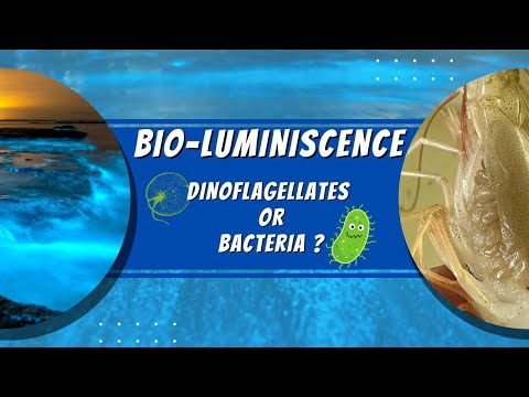 Luminous Vs Luminescent