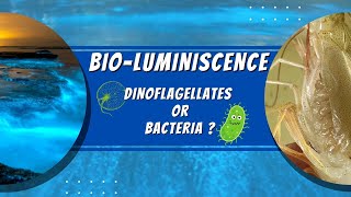 Luminescent Bacteria VS Luminescent Plankton