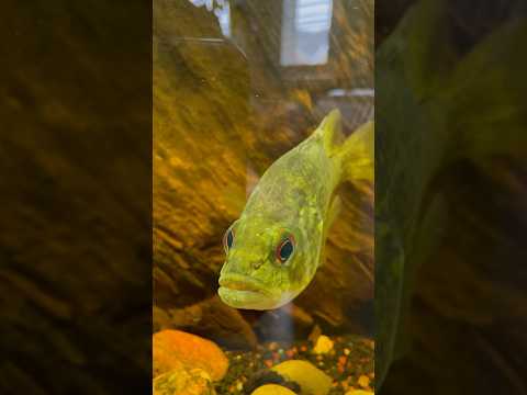 Rock bass feeding time! #fishing #rockbass #bass