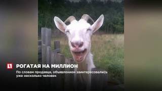 Житель Кировской области продает козу за миллион рублей