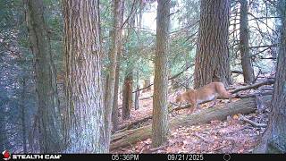 Big Buck Update: The Ghost - Where is He + 2025 Trail Cam Pictures