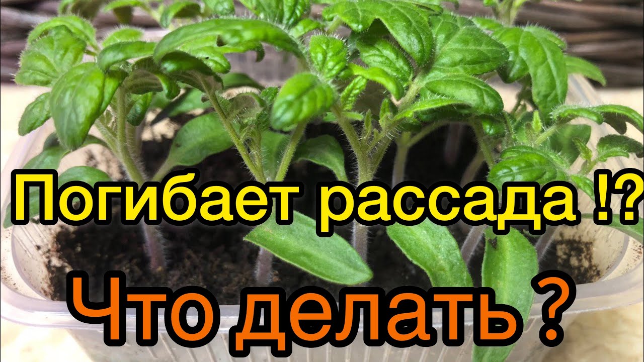 СРОЧНО! ПОГИБАЕТ РАССАДА ТОМАТОВ! ЧТО ДЕЛАТЬ