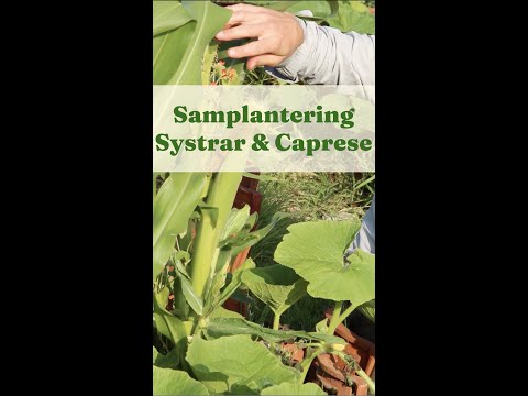 Interplanting - Sisters and Caprese - GardenHacks by GardenR