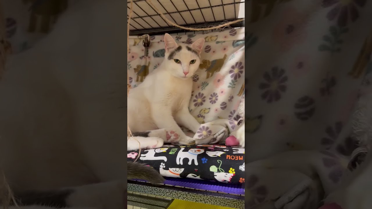 Finn, a ADOPTABLE Domestic Short Hair in Hilton Head Island, SC video 5/6