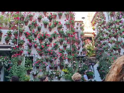 Fiesta de los Patios de Córdoba: Patios 52-53 San Basilio
