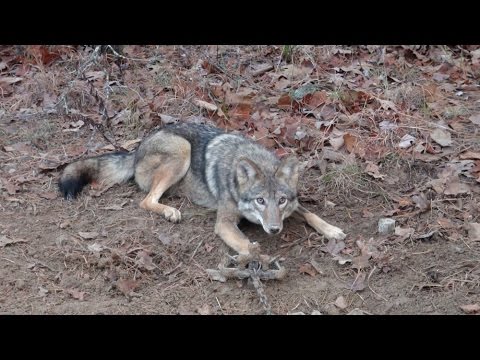 Coyote Bait Extraordinaire - Top Dog Predator Bait