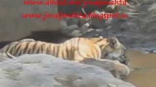 preview picture of video 'Tiger at Kanha national Park Full HD'