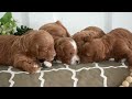 Toy Poodle dogs for sale: Patrick  - Video 1