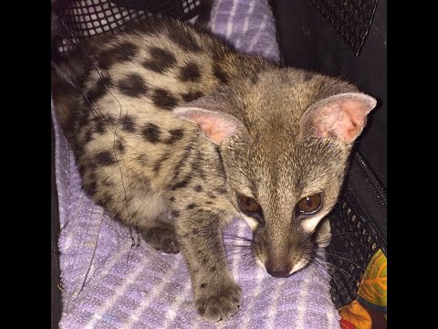 Released Spotted Genet