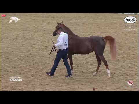 N 81 LULU AL MARROONA   9th Qatar National AHS for Individual Owners   Fillies 2 Years Old Class 2C