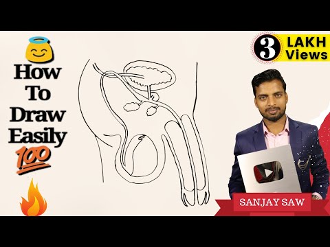 How to Draw Male Reproductive System step by step for Beginners ! Video