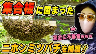 防護服忘れて大ピンチ！？ニホンミツバチの分蜂蜂球を捕獲！