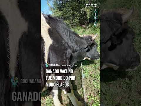 Ganado vacuno fue mordido por murciélagos