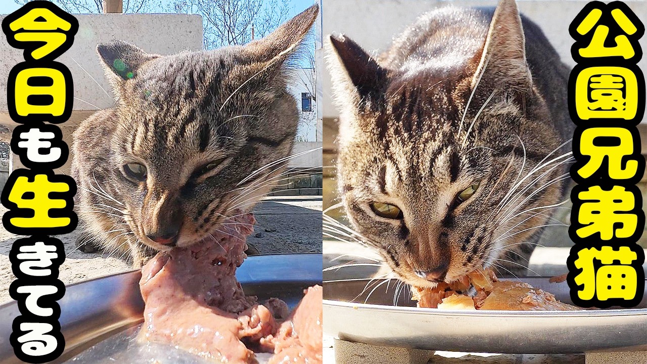 田舎の公園で生きる兄弟猫にご飯をあげると・・・さくらねこたちへのエサやり【視聴だけでも猫たちを助けることになります】支援者様 視聴者様 猫たちに神のご加護を！支援者様 視聴者様 猫たちに神のご加護を！