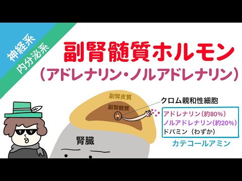 グレリンについて詳しく解説