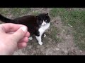 Tuxedo Cat Little Angry But So Hungry