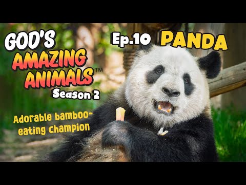 Fun Facts for Kids about Pandas | God's Amazing Animals (S2 Ep10)