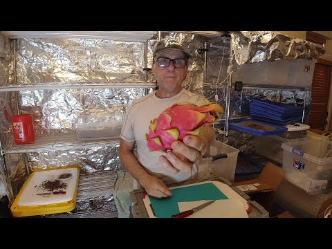 How to Propagate and Grow Dragon Fruit From Seeds