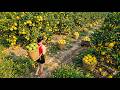 Harvesting 1000+ KG of Pomelo in the Garden and Transporting Them to Sell at the Market DEFAULT Thumbnail