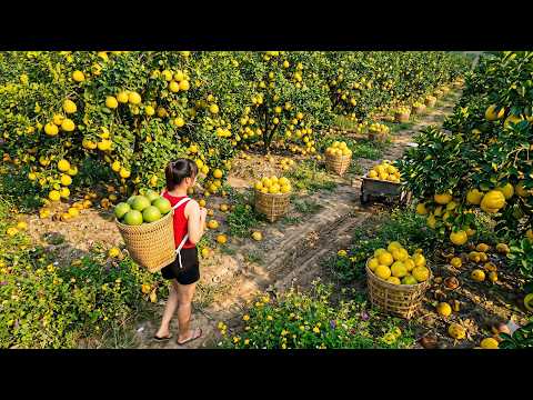 Harvesting 1000+ KG of Pomelo in the Garden and Transporting Them to Sell at the Market