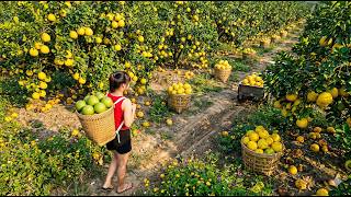 Harvesting 1000+ KG of Pomelo in the Garden and Transporting Them to Sell at the Market MQDEFAULT Thumbnail
