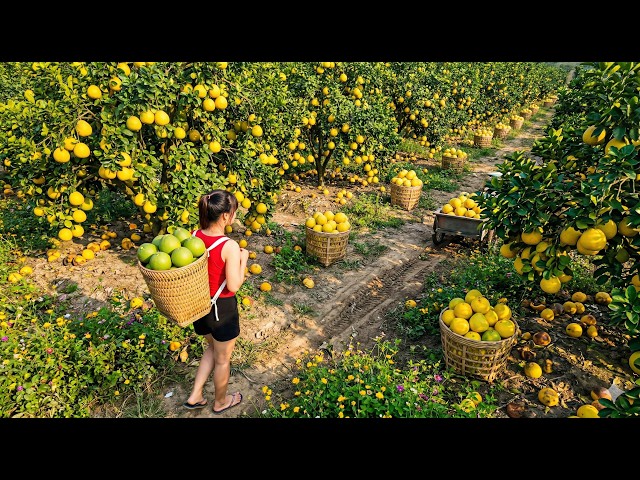 Harvesting 1000+ KG of Pomelo in the Garden and Transporting Them to Sell at the Market SDDEFAULT Thumbnail