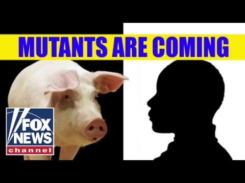 China reportedly funding human-animal hybrids